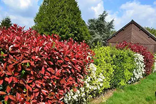 Glanzmispel Photinia fraseri ‚Red Robin‘ 120140 cm Immergrüne Pflanze