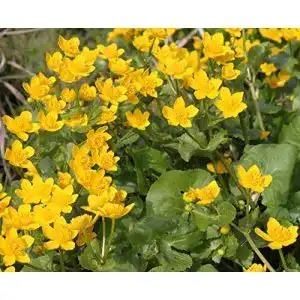 Wasserpflanze Wolff im Pflanzkorb – Caltha palustris