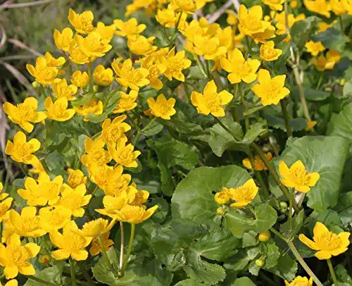 Wasserpflanze Wolff im Pflanzkorb – Caltha palustris