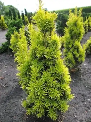 Säuleneibe Taxus baccata fastigiata – Pflanzen aus der Baumschule