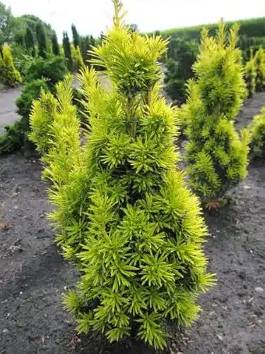 Säuleneibe Taxus baccata fastigiata – Pflanzen aus der Baumschule
