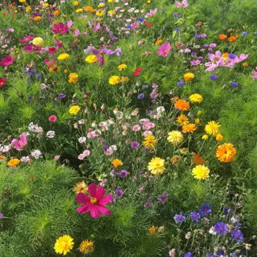 Blumenwiese-Samen von Beringmeier – Ökologische Blumenmischung