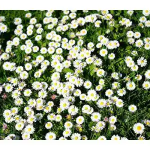 Gänseblümchen-Samen von Samen Schenker – Bellis perennis – 1000 Samen