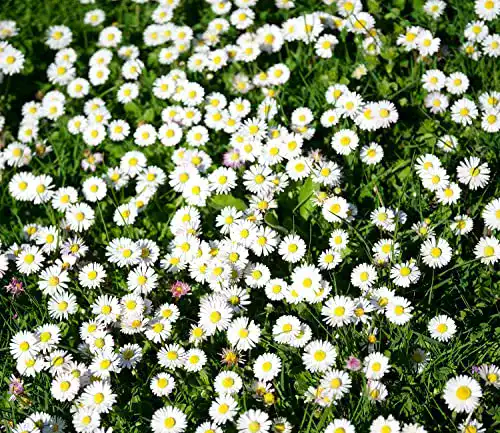 Gänseblümchen-Samen von Samen Schenker – Bellis perennis – 1000 Samen