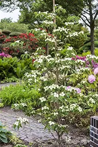 Blumen Hartriegel Cornus kousa chinensis ‚China Girl‘ im Topf, ca. 60cm