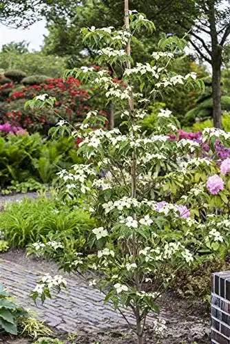 Blumen Hartriegel Cornus kousa chinensis ‚China Girl‘ im Topf, ca. 60cm