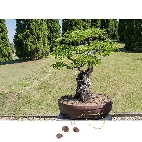 Bonsai-Samen HappySeed für exotische Bonsai-Kultivierung mit hoher Keimrate