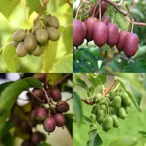 Kiwibaum Kiwibeeren Set „Bestseller Quintett“ Mini-Kiwi