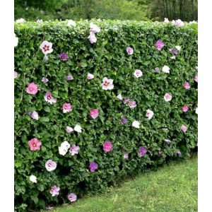 Hibiskus-Hecke aus 5 Pflanzen von Baldur Garten