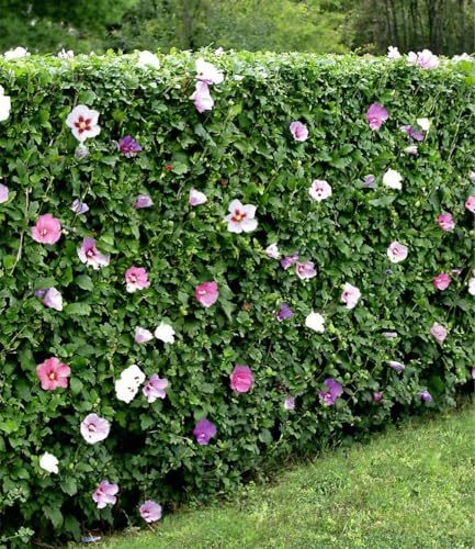Hibiskus-Hecke aus 5 Pflanzen von Baldur Garten