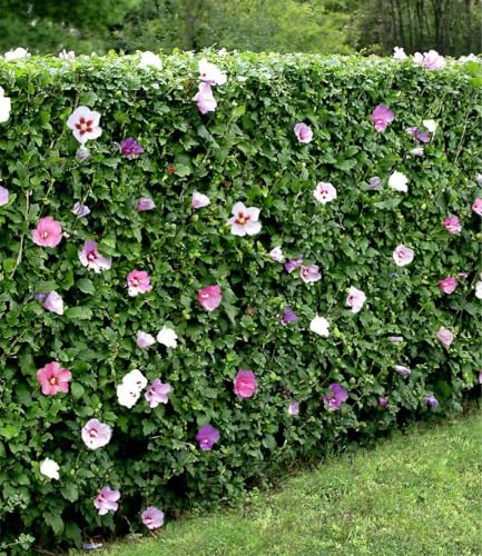 Hibiskus-Hecke aus 5 Pflanzen von Baldur Garten