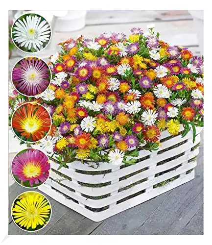 Winterharte Eisblumen von BALDUR Garten für Balkon und Steingarten