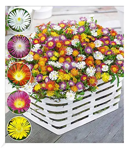 Winterharte Eisblumen von BALDUR Garten für Balkon und Steingarten