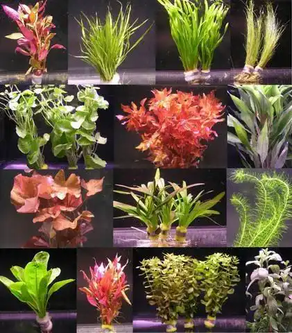 Aquarium Pflanzen WFW Wasserflora 10 Bund für 100 Liter Aquarium