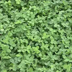 Kleesamen Freudenberger Weißklee Trifolium repens 1 kg