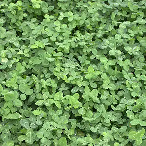 Kleesamen Freudenberger Weißklee Trifolium repens 1 kg