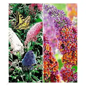 Sommerflieder Sortiment mit Buddleia Pflanzen im 2er Set