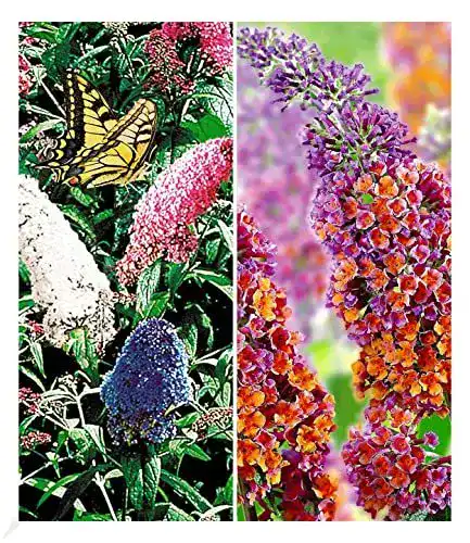 Sommerflieder Sortiment mit Buddleia Pflanzen im 2er Set