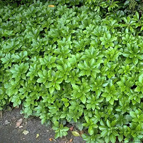 Dickmännchen Pachysandra terminalis von Pille Baumschulen