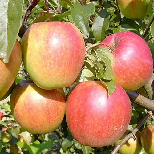 Müllers Grüner Garten Shop Rewena Winterapfel – Apfelbaum