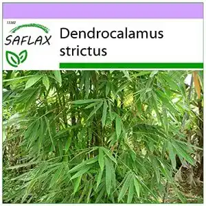 Bambussamen Saflax – Kalkuttabambus Dendrocalamus strictus – 50 Stück
