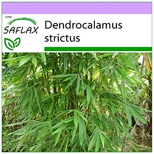 Bambussamen Saflax – Kalkuttabambus Dendrocalamus strictus – 50 Stück
