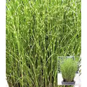 Chinaschilf Baldur Garten Zebragras – Miscanthus zebrinus Pflanzen