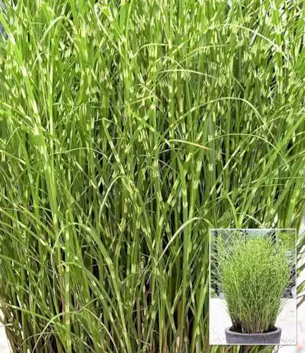 Chinaschilf Baldur Garten Zebragras – Miscanthus zebrinus Pflanzen
