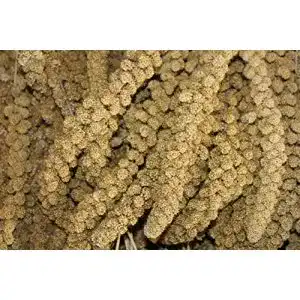 Kolbenhirse Futterxl, Gelb, 1kg für Wellensittiche und Kanarienvögel