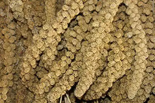 Kolbenhirse Futterxl, Gelb, 1kg für Wellensittiche und Kanarienvögel