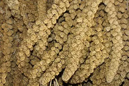 Kolbenhirse Futterxl, Gelb, 1kg für Wellensittiche und Kanarienvögel