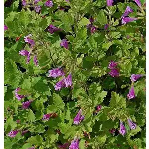 Bergminze Steinquendel Calamintha grandiflora für sonnige Standorte
