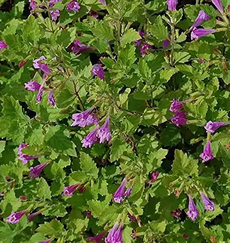 Bergminze Steinquendel Calamintha grandiflora für sonnige Standorte