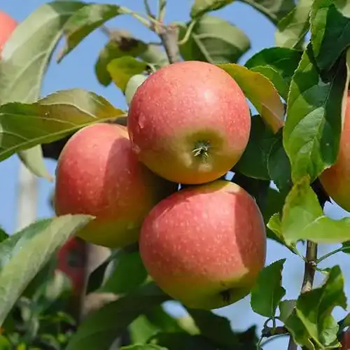 Apfelbaum Pinova – Winterapfel, Buschbaum, 120-140 cm im Topf