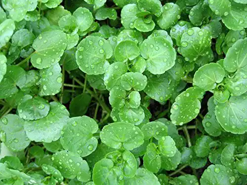 Brunnenkresse Samen Kräuma – 200 Samen der Brassicaceae Familie