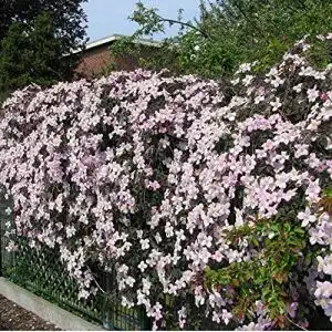 Clematis Montana Rubens Kletterpflanze im 3er Set