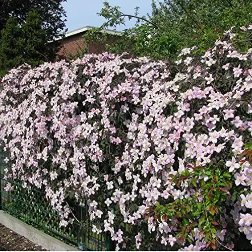Clematis Montana Rubens Kletterpflanze im 3er Set