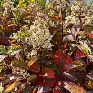 Rispenhortensie Garten Schlüter Fraise Melba im 3-Liter-Topf