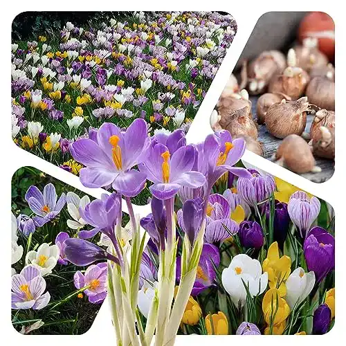 Krokuszwiebeln Magic of Nature – 100 Stück Blumenzwiebeln im Mix