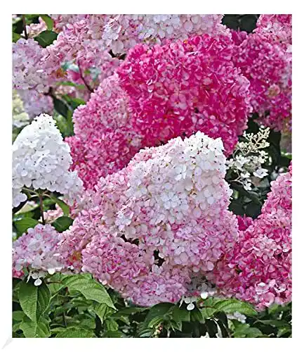 Rispenhortensie Baldur Garten Freilandhortensie Vanille Fraise