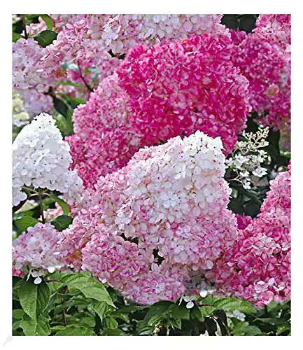 Rispenhortensie Baldur Garten Freilandhortensie Vanille Fraise