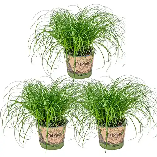 Katzengras Bloomique Cyperus ‚Zumula‘ – Exotische Zimmerpflanze