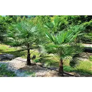 Winterharte Palmen von CSL Sunrise GmbH – Frostharte Trachycarpus geminisectus
