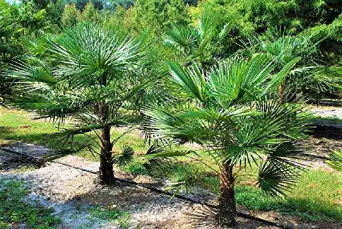 Winterharte Palmen von CSL Sunrise GmbH – Frostharte Trachycarpus geminisectus