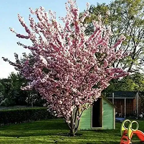 Japanische Nelkenkirsche Prunus serrulata 1 Stück