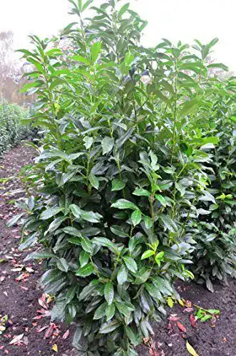 Kirschlorbeer Genolia Prunus laurocerasus – Immergrüner Sichtschutz