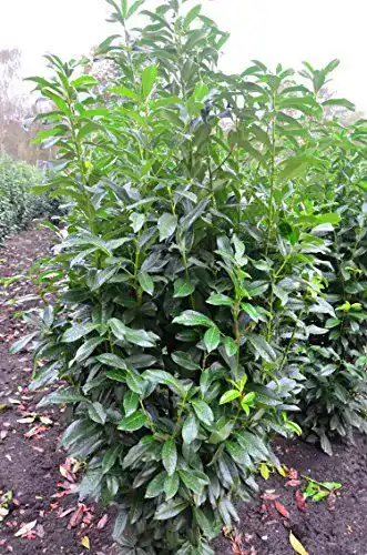 Kirschlorbeer Genolia Prunus laurocerasus – Immergrüner Sichtschutz