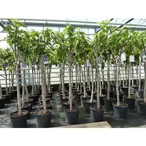 Feigenbaum 150-180 cm winterhart – Ficus Carica Obstbaum von Gruenwaren Jakubik