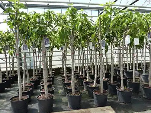 Feigenbaum 150-180 cm winterhart – Ficus Carica Obstbaum von Gruenwaren Jakubik