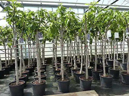 Feigenbaum 150-180 cm winterhart – Ficus Carica Obstbaum von Gruenwaren Jakubik